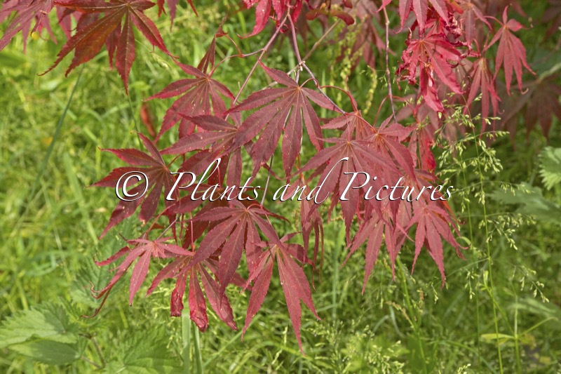 Acer palmatum ‘Beni-kagami’
