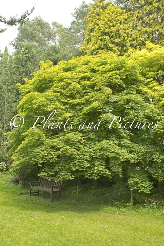 Acer palmatum ‘Lutescens’