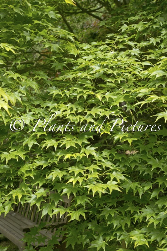Acer palmatum ‘Lutescens’
