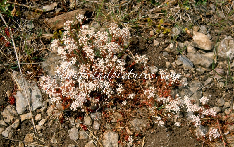 Sedum album