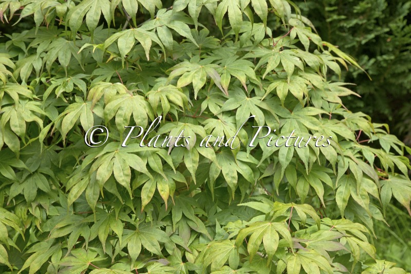 Acer palmatum ‘Westonbirt Seedling’