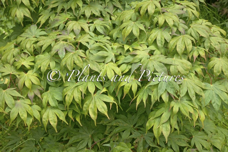 Acer palmatum ‘Westonbirt Seedling’
