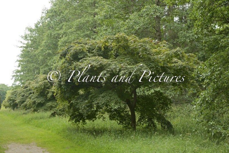 Acer palmatum ‘Osakazuki’