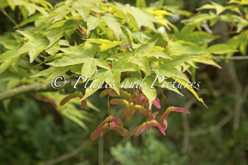 Acer palmatum ‘Osakazuki’