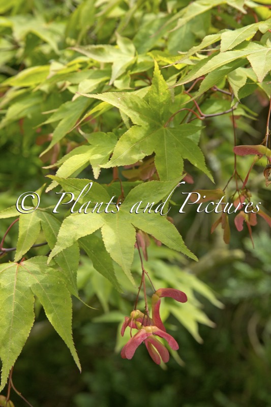 Acer palmatum ‘Osakazuki’