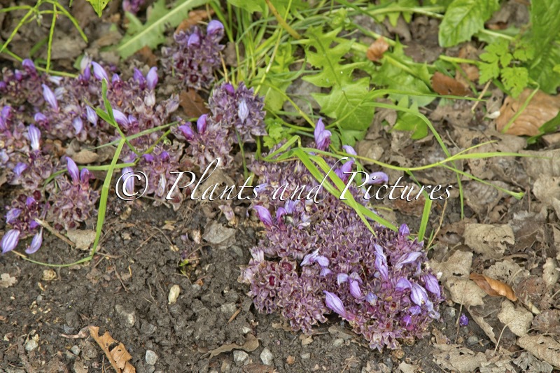 Lathraea clandestina