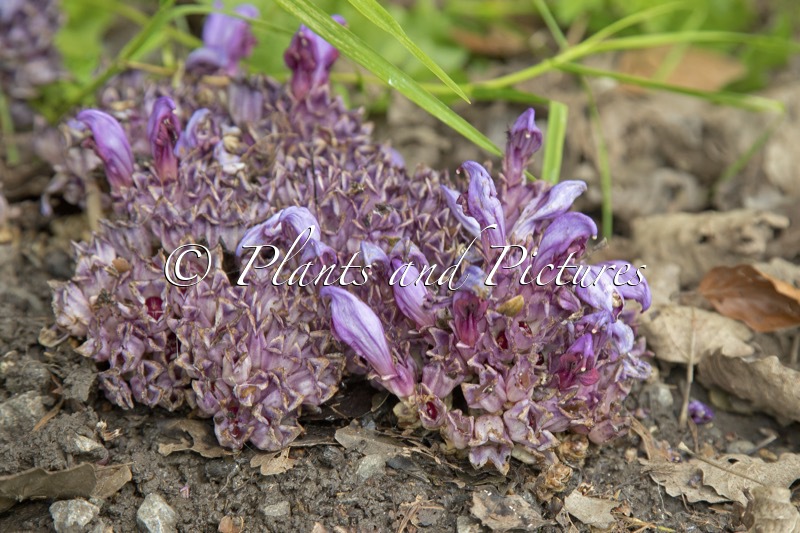 Lathraea clandestina