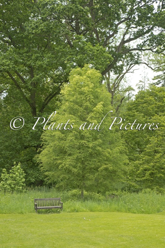 Tilia platyphyllos ‘Tiltstone Filigree’