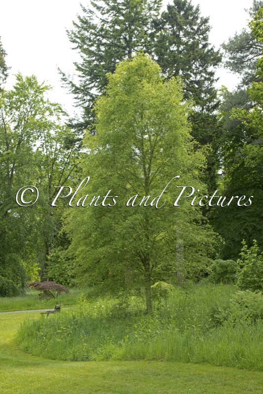 Tilia platyphyllos ‘Tiltstone Filigree’