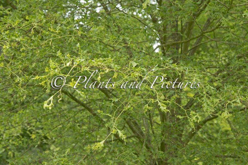 Tilia platyphyllos ‘Tiltstone Filigree’