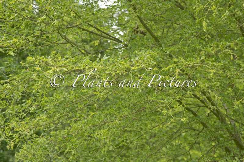 Tilia platyphyllos ‘Tiltstone Filigree’