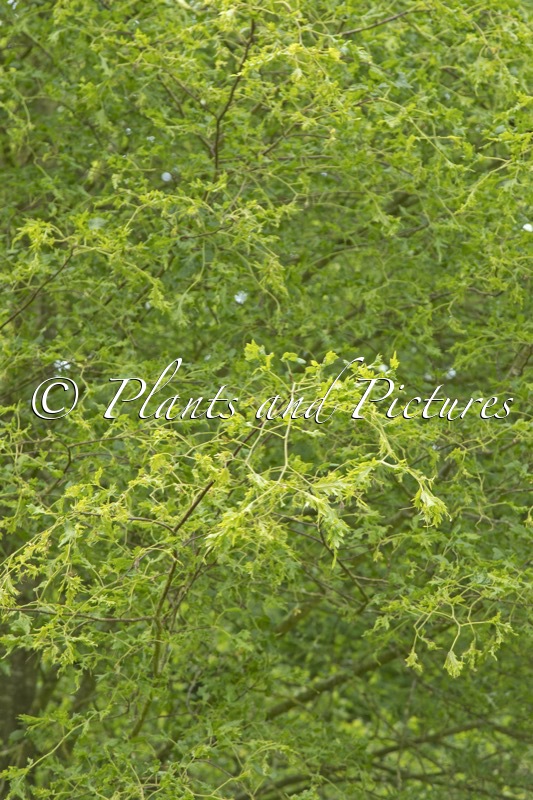 Tilia platyphyllos ‘Tiltstone Filigree’