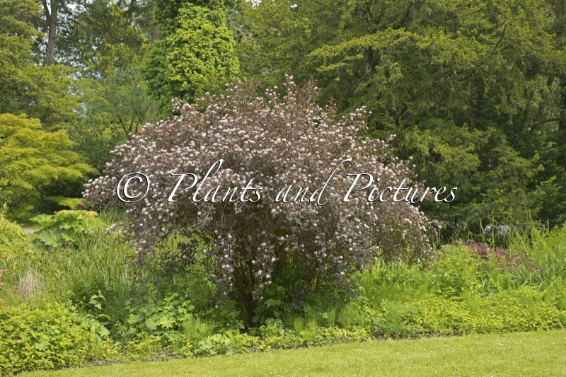 Physocarpus opulifolius ‘Diabolo’