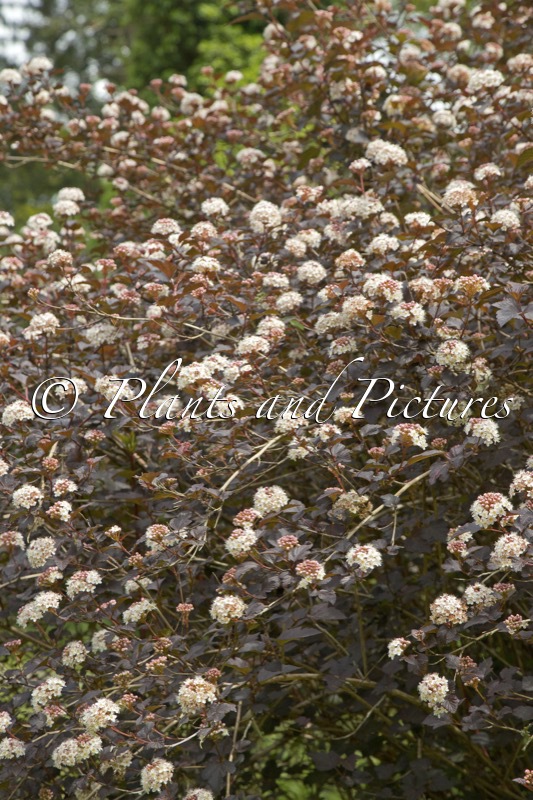 Physocarpus opulifolius ‘Diabolo’