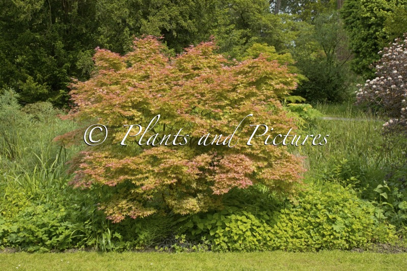 Acer palmatum ‘Corallinum’