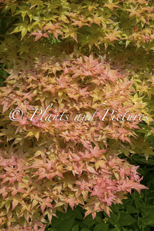 Acer palmatum ‘Corallinum’