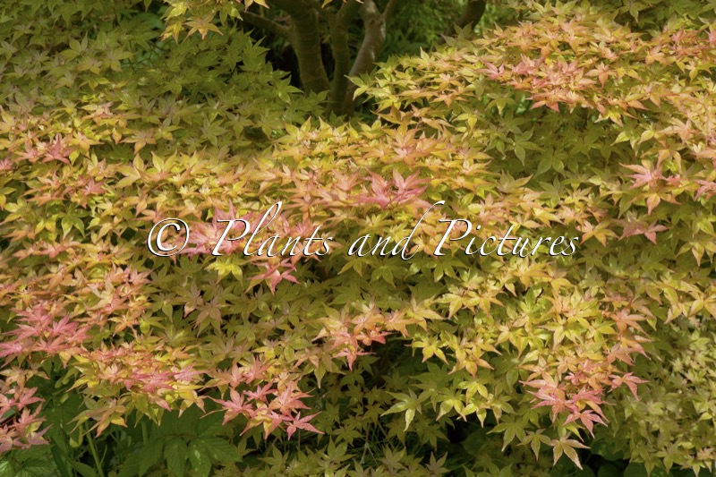 Acer palmatum ‘Corallinum’