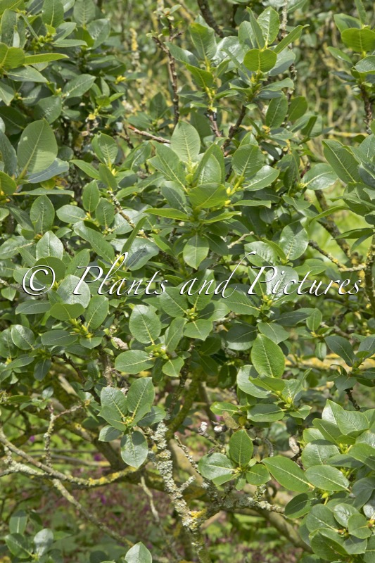 Salix hastata ‘Wehrhahnii’