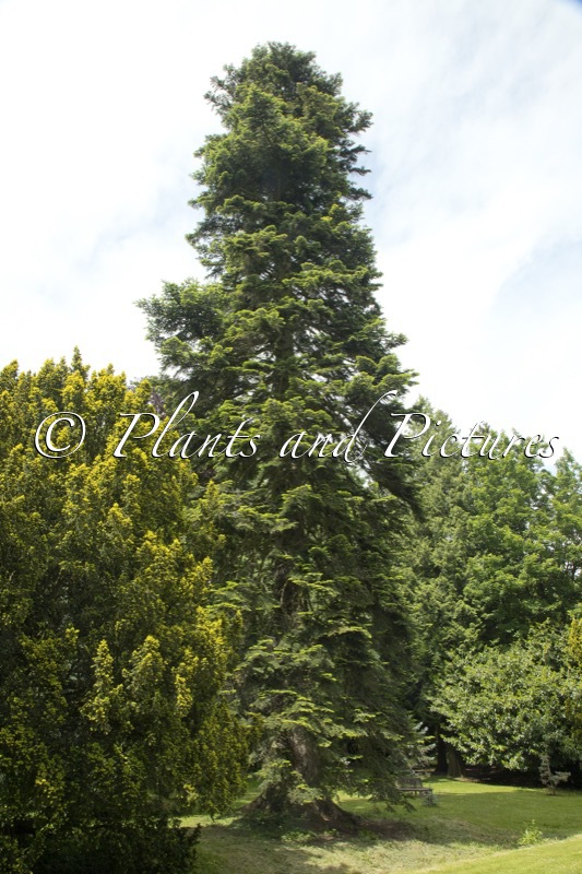 Abies nordmanniana