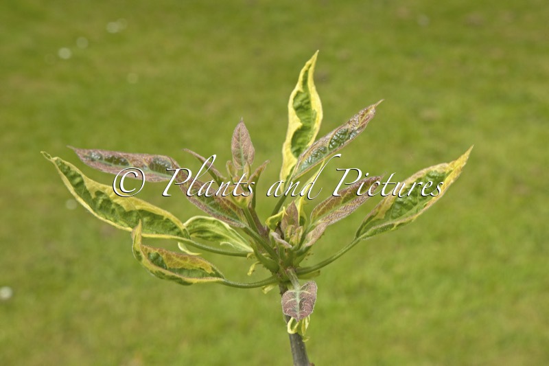 Catalpa bignonioides ‘Variegata’