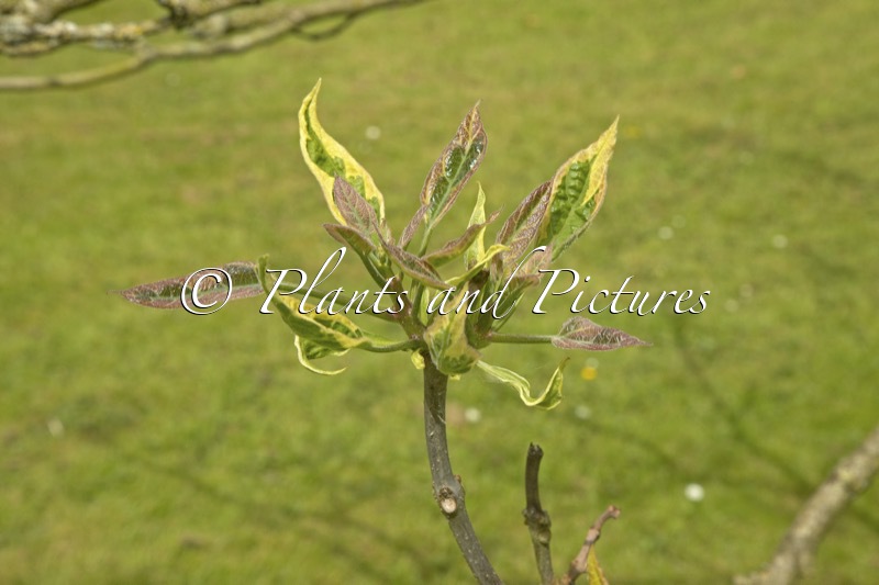 Catalpa bignonioides ‘Variegata’