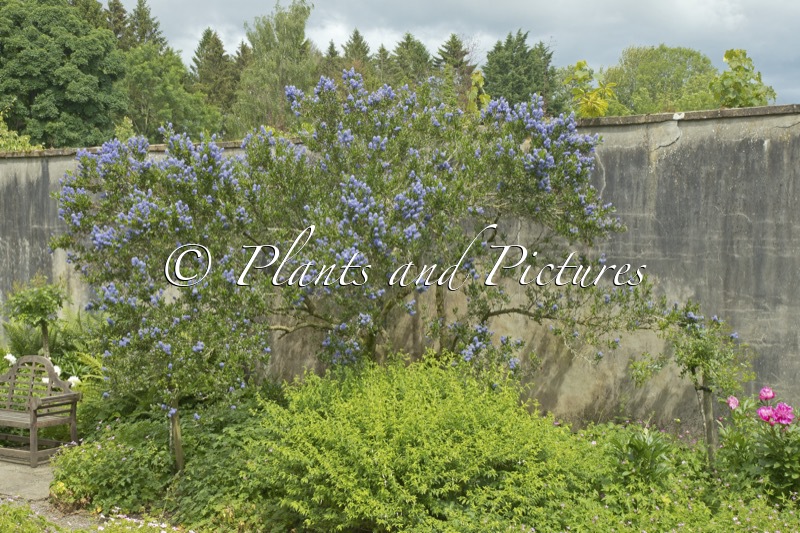 Ceanothus arboreus ‘Trewithen Blue’