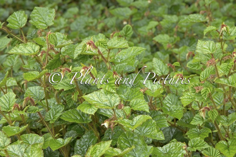 Rubus tricolor