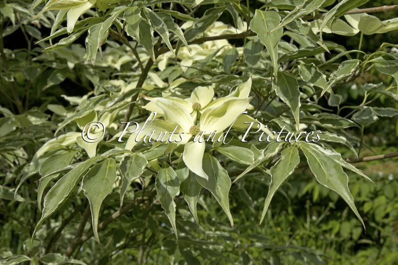 Cornus kousa ‘Teresa’