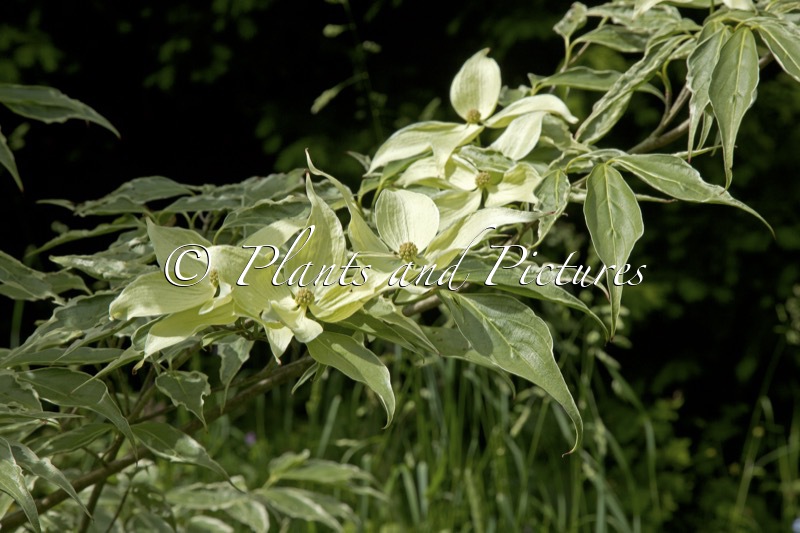 Cornus kousa ‘Teresa’
