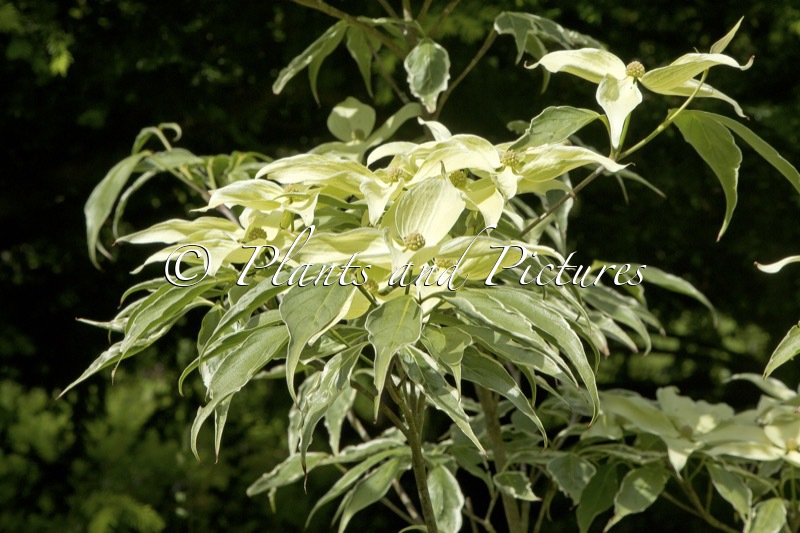 Cornus kousa ‘Teresa’