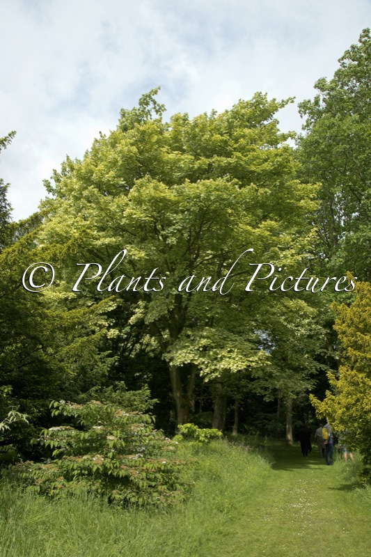 Acer pseudoplatanus ‘Leopoldii’