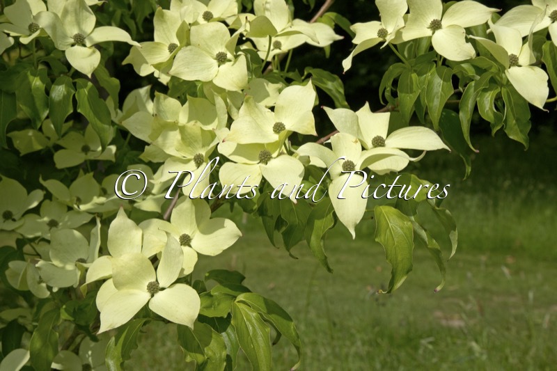 Cornus kousa ‘Rel Whirlwind’
