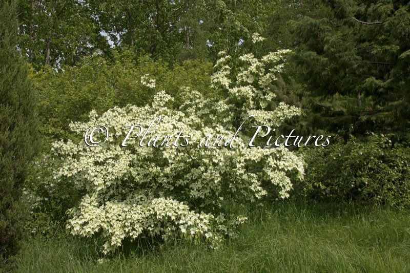 Cornus kousa ‘Moonbeam’