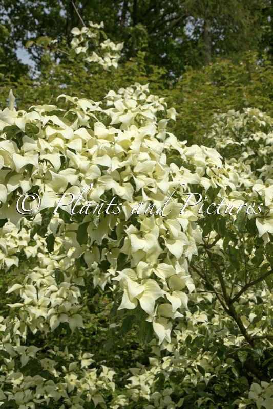 Cornus kousa ‘Moonbeam’