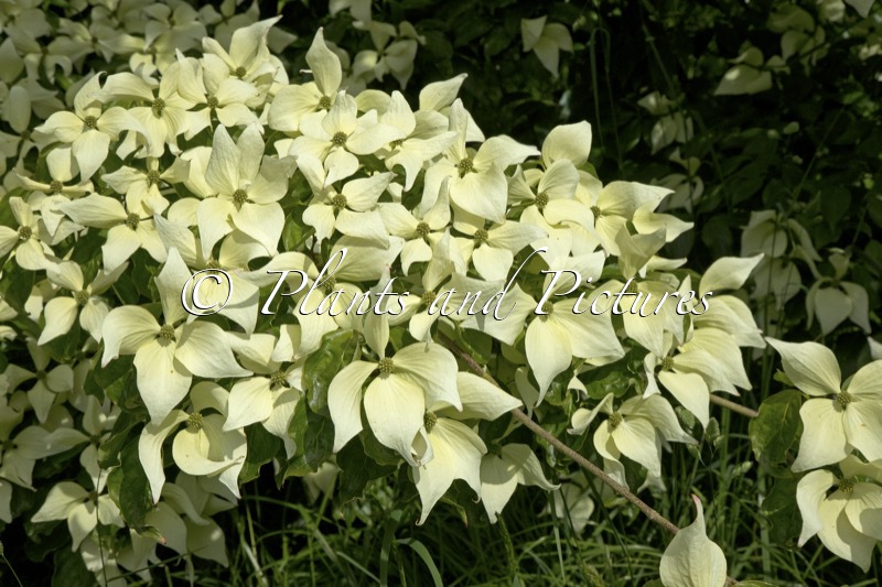 Cornus kousa ‘Moonbeam’