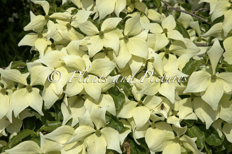 Cornus kousa ‘Moonbeam’