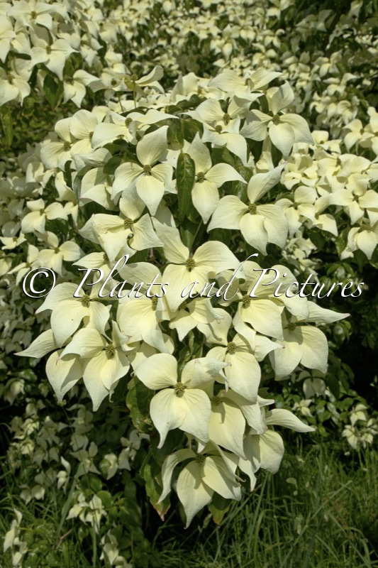 Cornus kousa ‘Moonbeam’
