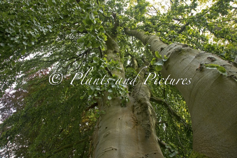 Fagus sylvatica ‘Pendula’