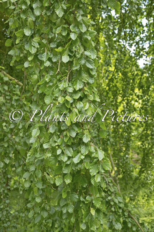 Fagus sylvatica ‘Pendula’