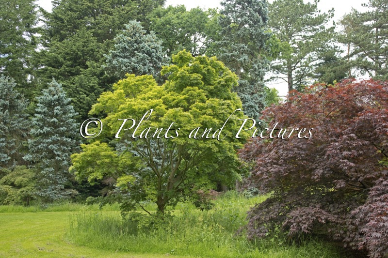 Acer palmatum ‘Seiun-kaku’