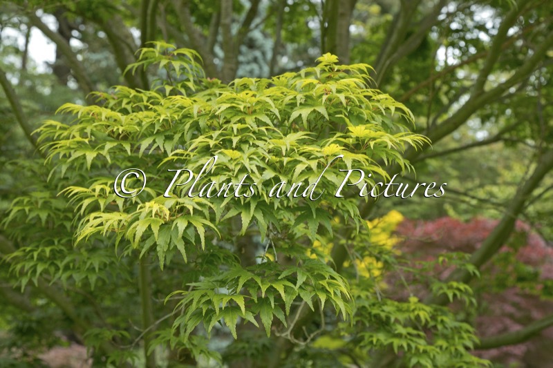 Acer palmatum ‘Seiun-kaku’