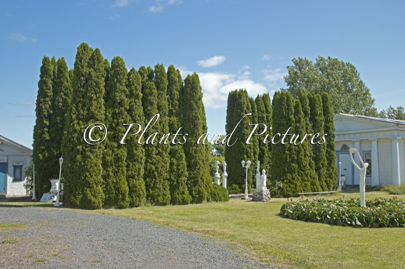 Thuja occidentalis ‘Smaragd’