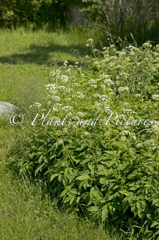 Aegopodium podagraria