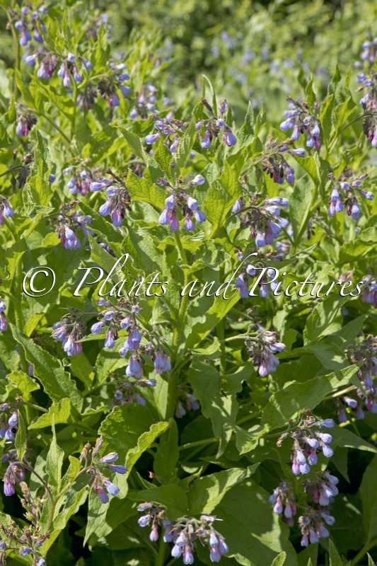 Symphytum uplandicum