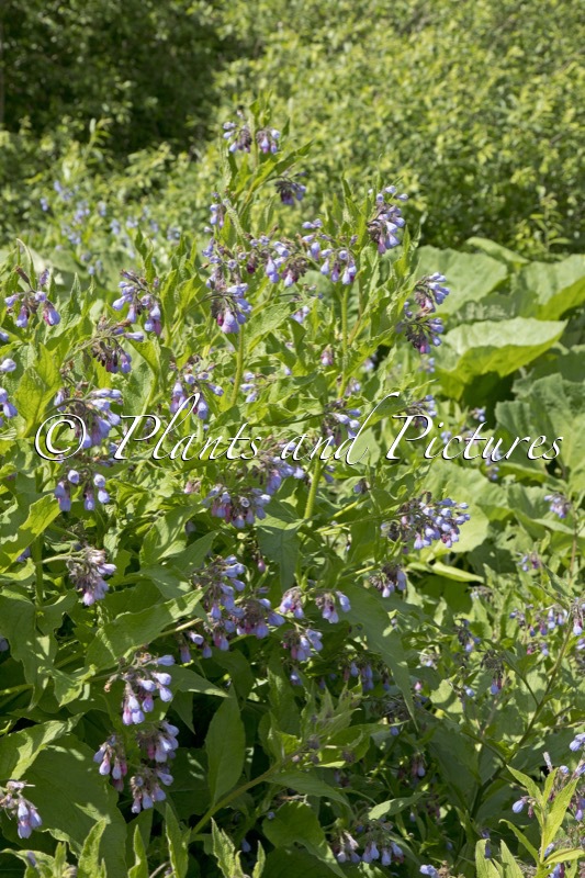 Symphytum uplandicum