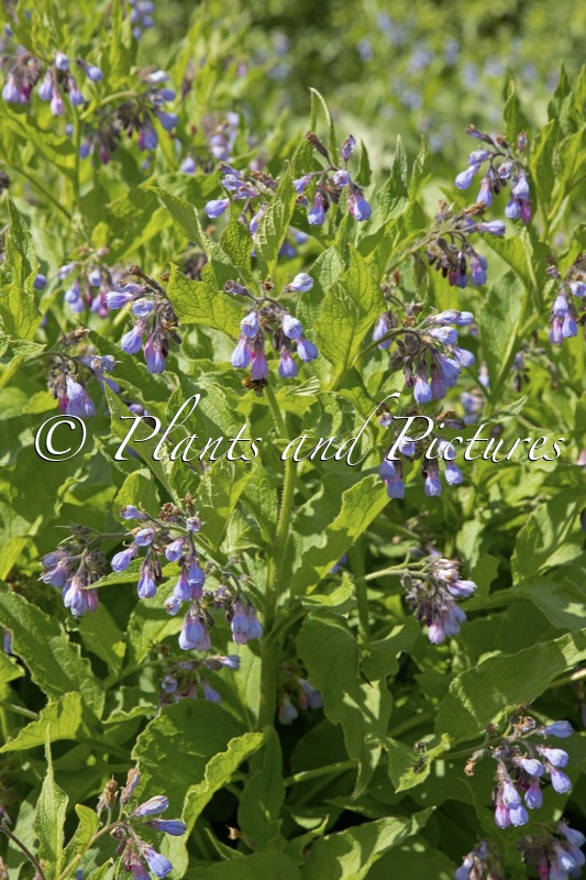 Symphytum uplandicum