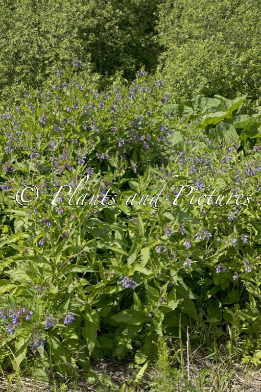 Symphytum uplandicum