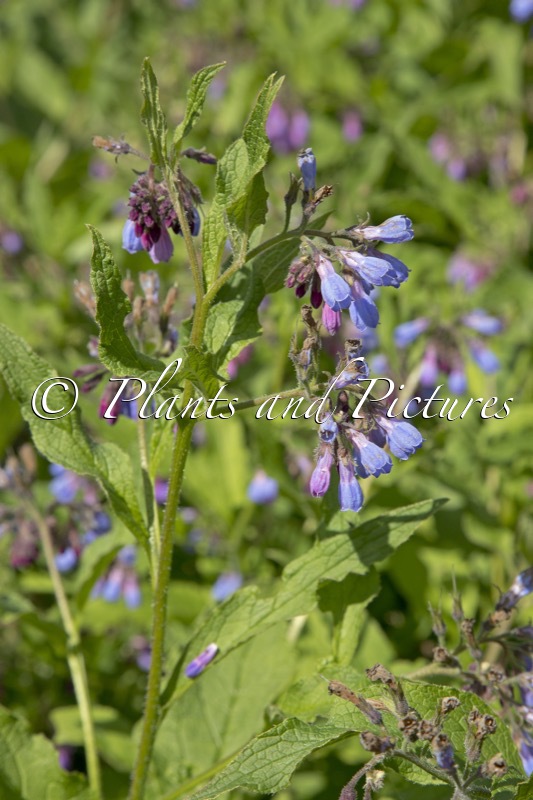 Symphytum uplandicum