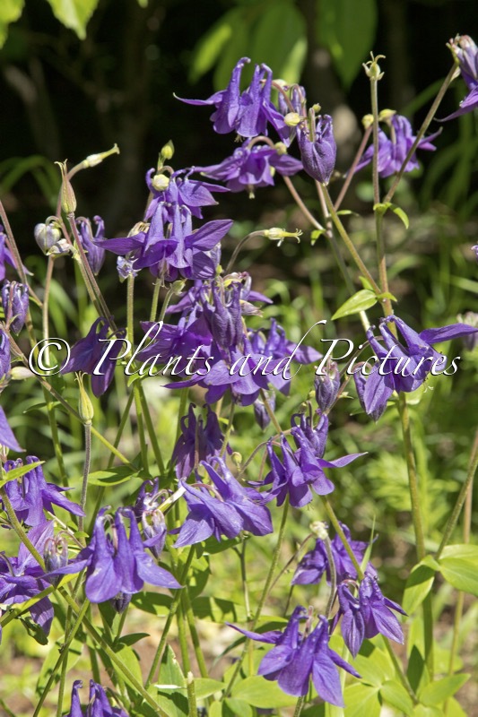 Aquilegia vulgaris
