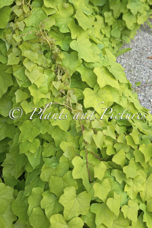 Menispermum canadense